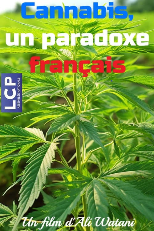 Cannabis, un paradoxe français poster
